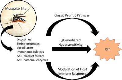 Update on <mark class="highlighted">mosquito bite</mark> reaction: Itch and hypersensitivity, pathophysiology, prevention, and treatment